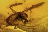 Fossil Fly (Diptera) In Baltic Amber #109436-1